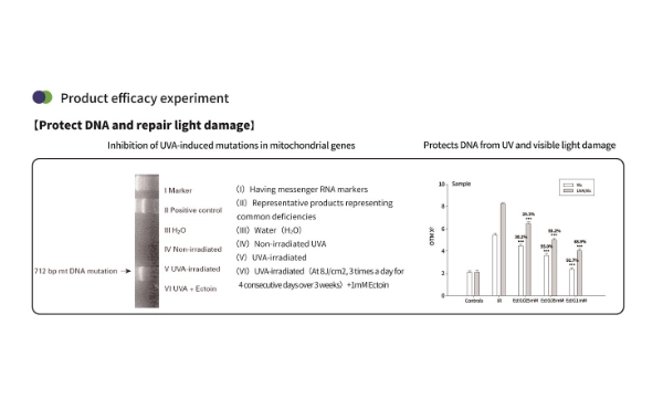 Polvo de ectoína para la piel: protege, repara e hidrata de forma natural